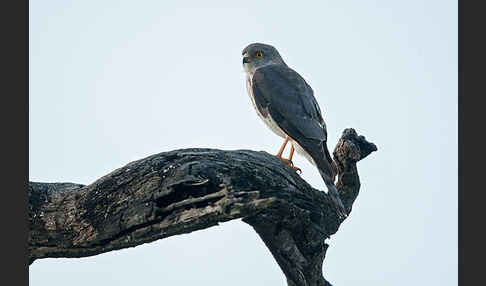 Zwergsperber (Accipiter minullus)