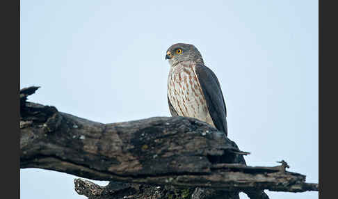 Zwergsperber (Accipiter minullus)