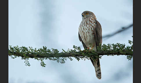 Zwergsperber (Accipiter minullus)