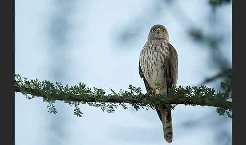 Zwergsperber (Accipiter minullus)