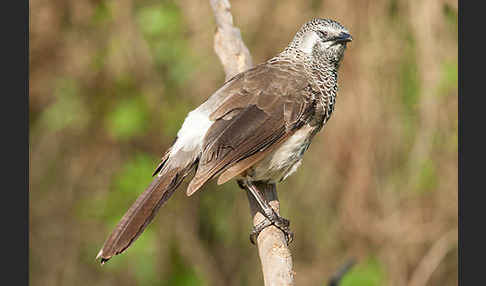 Weißbürzeldrossling (Turdoides leucopygia)