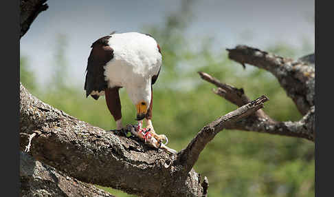 Schreiseeadler (Haliaeetus vocifer)