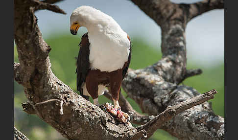 Schreiseeadler (Haliaeetus vocifer)