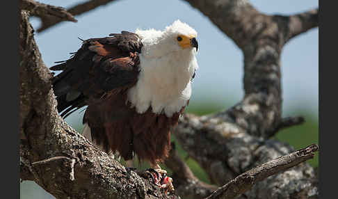 Schreiseeadler (Haliaeetus vocifer)