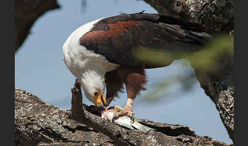 Schreiseeadler (Haliaeetus vocifer)