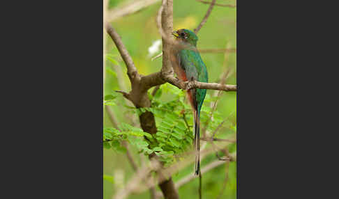 Narinatrogon (Apaloderma narina)