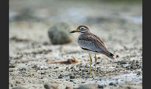 Senegaltriel (Burhinus senegalensis)