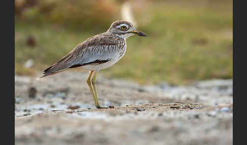 Senegaltriel (Burhinus senegalensis)