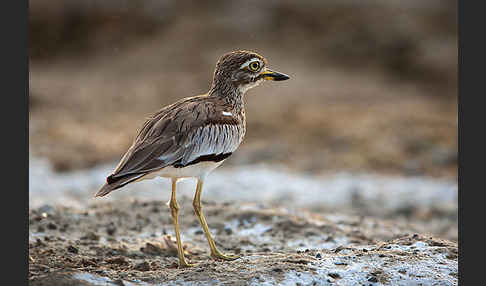 Senegaltriel (Burhinus senegalensis)