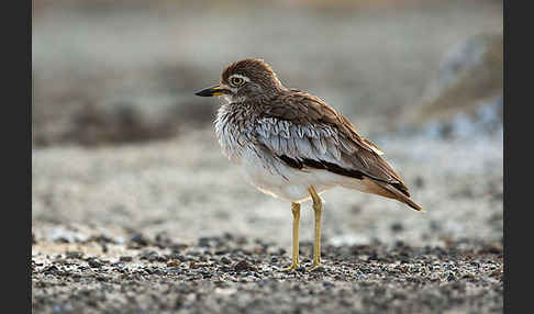 Senegaltriel (Burhinus senegalensis)