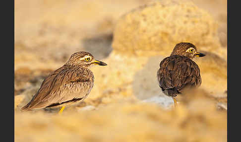 Senegaltriel (Burhinus senegalensis)