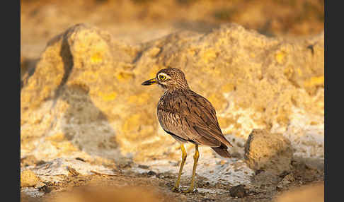 Senegaltriel (Burhinus senegalensis)