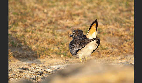 Senegaltriel (Burhinus senegalensis)