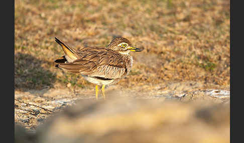 Senegaltriel (Burhinus senegalensis)