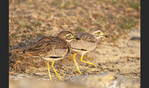 Senegaltriel (Burhinus senegalensis)