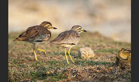 Senegaltriel (Burhinus senegalensis)