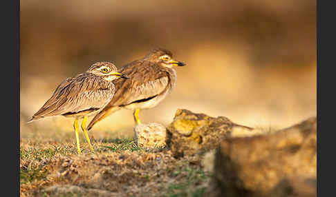 Senegaltriel (Burhinus senegalensis)