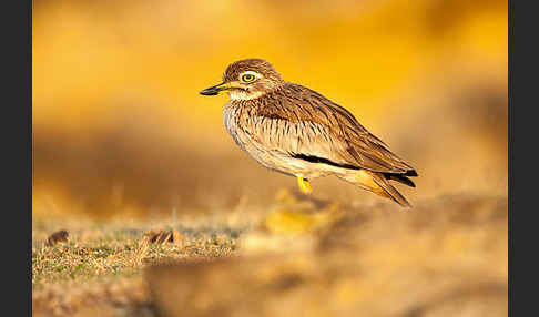 Senegaltriel (Burhinus senegalensis)