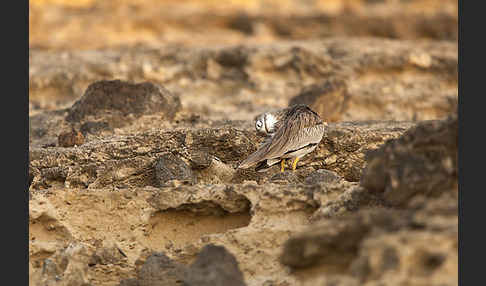 Senegaltriel (Burhinus senegalensis)