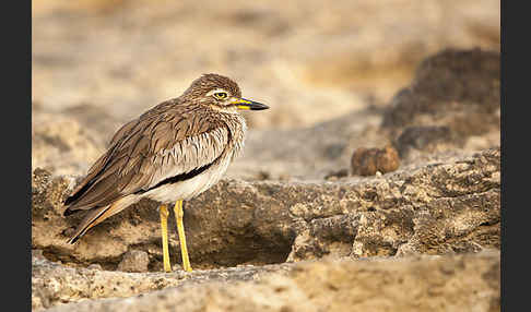 Senegaltriel (Burhinus senegalensis)