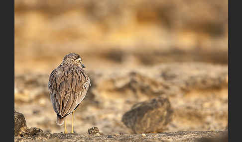 Senegaltriel (Burhinus senegalensis)