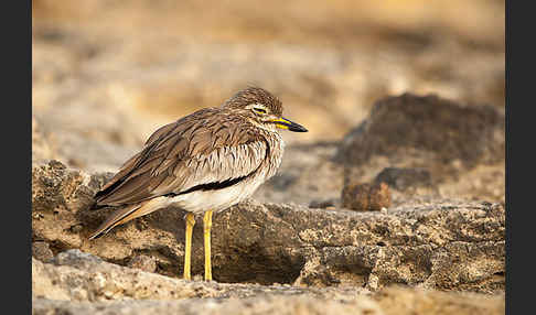 Senegaltriel (Burhinus senegalensis)