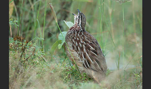 Schopffrankolin (Francolinus sephaena)