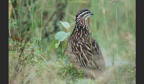 Schopffrankolin (Francolinus sephaena)