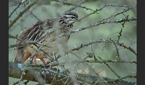 Schopffrankolin (Francolinus sephaena)