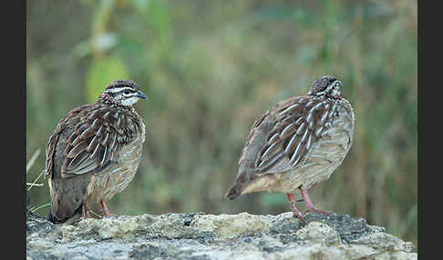 Schopffrankolin (Francolinus sephaena)