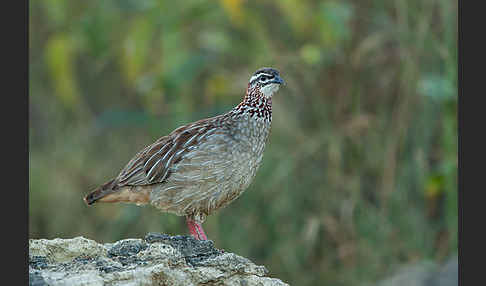 Schopffrankolin (Francolinus sephaena)