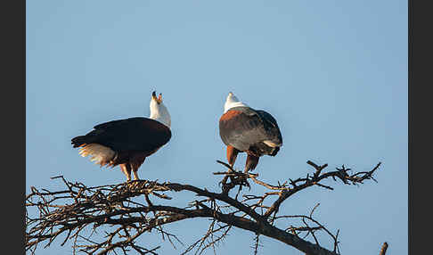 Schreiseeadler (Haliaeetus vocifer)