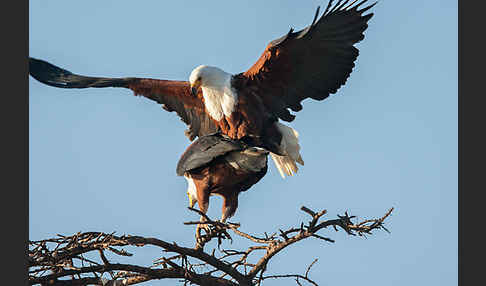 Schreiseeadler (Haliaeetus vocifer)