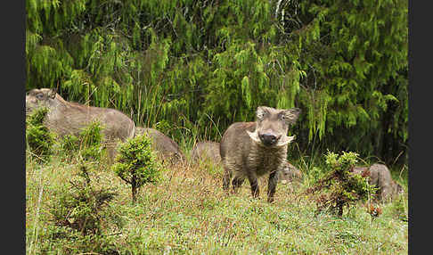 Warzenschwein (Phacochoerus africanus)