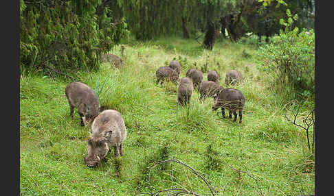 Warzenschwein (Phacochoerus africanus)