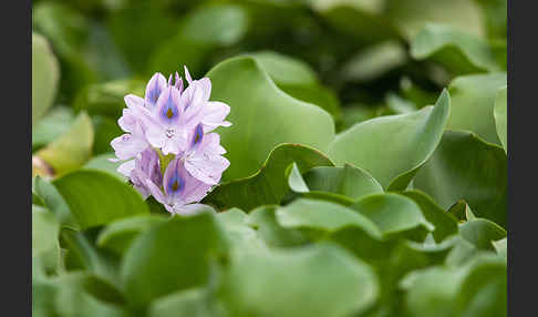 Wasserhyazinthe (Eichhornia spec.)