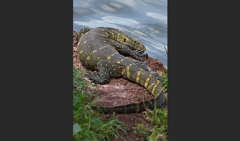 Nilwaran (Varanus niloticus)