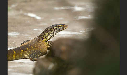 Nilwaran (Varanus niloticus)