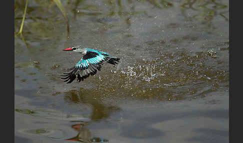 Senegalliest (Halcyon senegalensis)