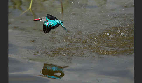 Senegalliest (Halcyon senegalensis)