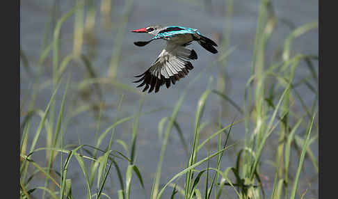 Senegalliest (Halcyon senegalensis)