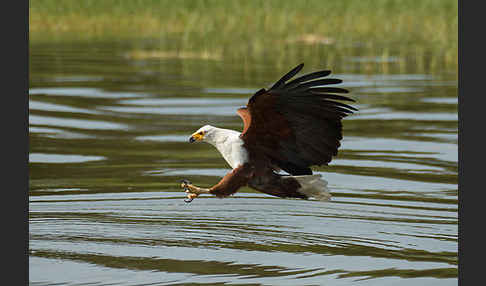 Schreiseeadler (Haliaeetus vocifer)