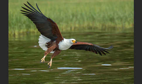 Schreiseeadler (Haliaeetus vocifer)