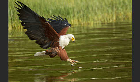 Schreiseeadler (Haliaeetus vocifer)