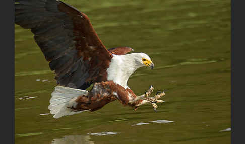 Schreiseeadler (Haliaeetus vocifer)