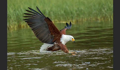 Schreiseeadler (Haliaeetus vocifer)