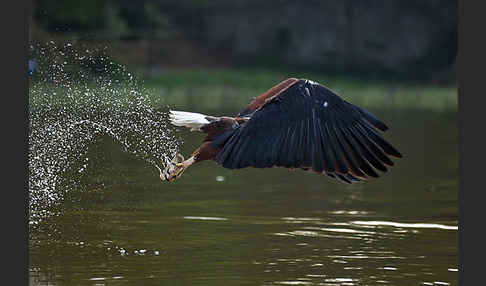 Schreiseeadler (Haliaeetus vocifer)