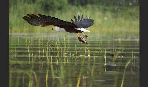 Schreiseeadler (Haliaeetus vocifer)