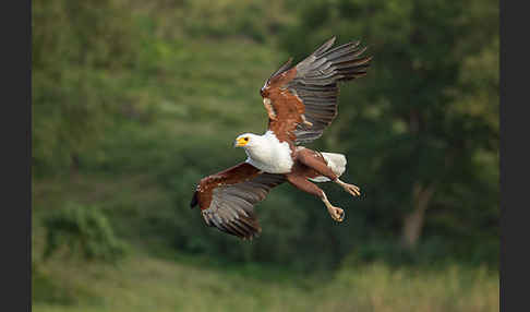 Schreiseeadler (Haliaeetus vocifer)