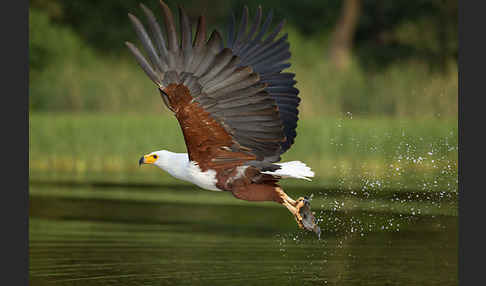 Schreiseeadler (Haliaeetus vocifer)